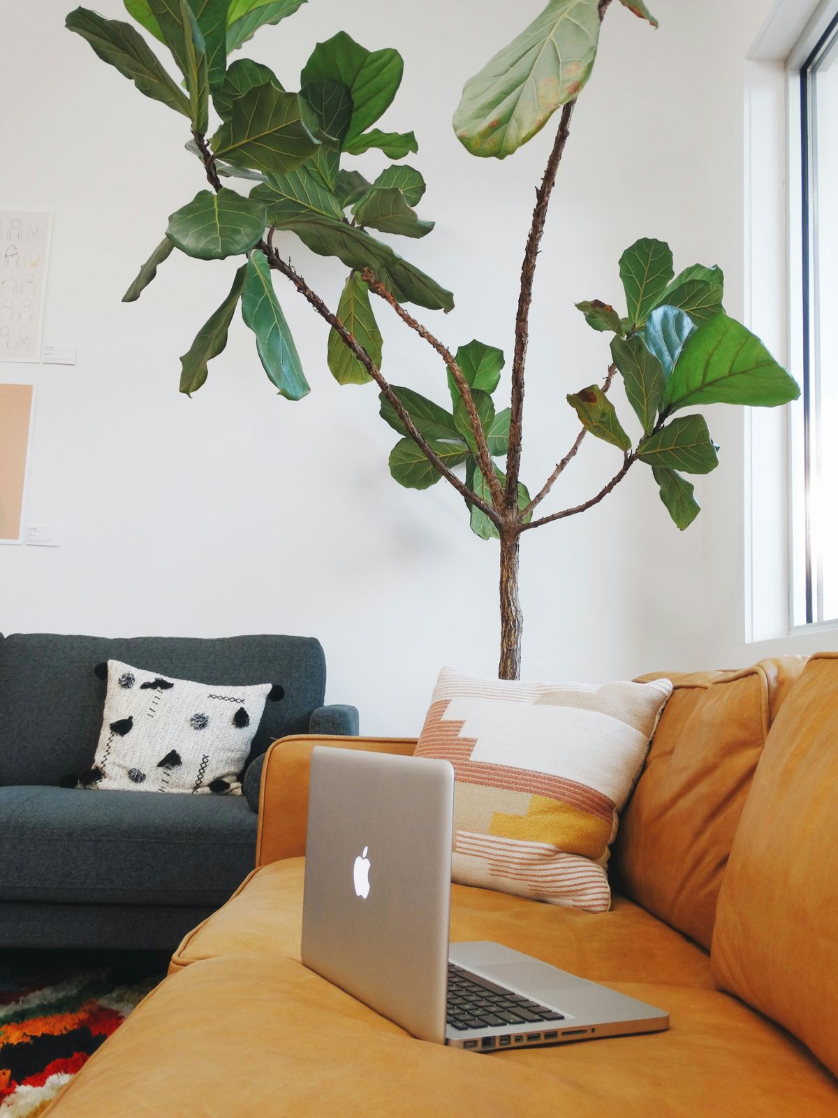 A lounge with a mustard sofa and a tall fiddle-leaf fig